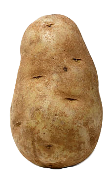 Real russet potato used for the Ask the Potato interactive guide